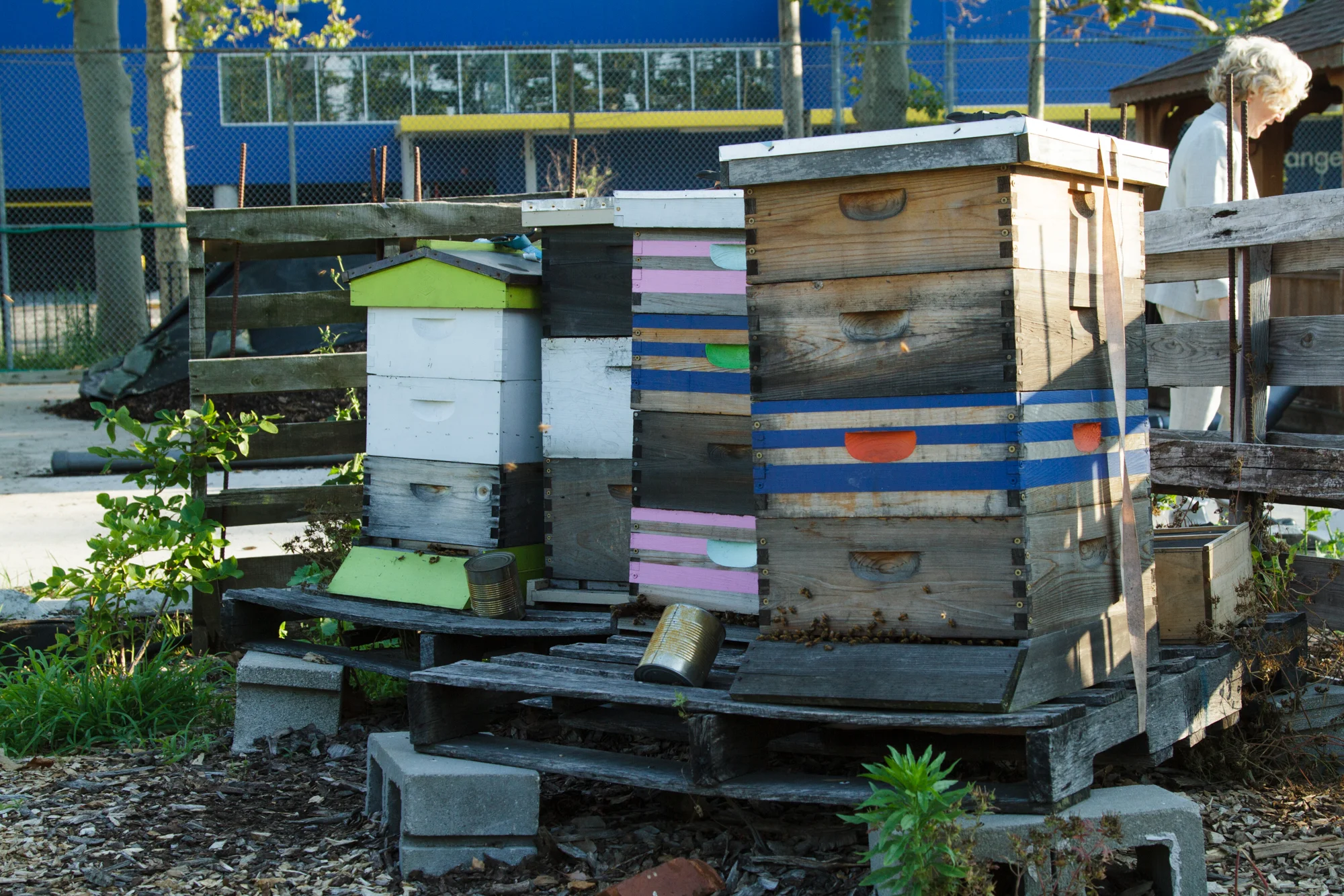 Red Hook Community Farm_Sherridon Poyer-0718.jpg