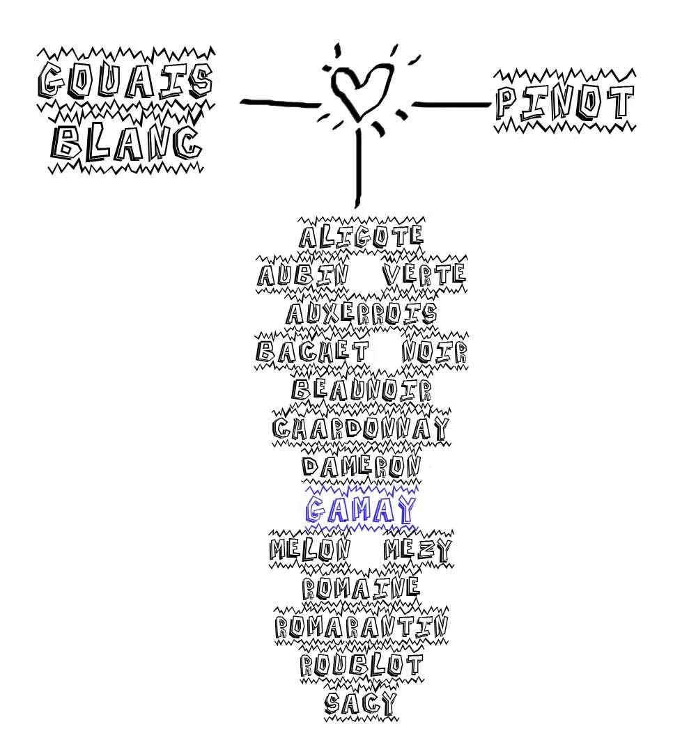 A review on Gamay Noir, the lead singer in Beaujolais. Origins and characteristics.