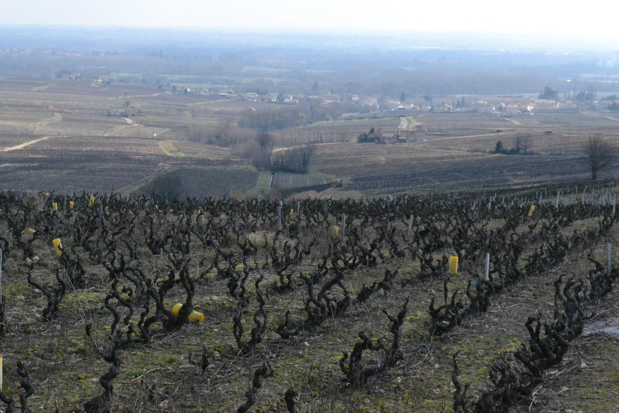 Old vine Gamay in Morgon, Beaujolais