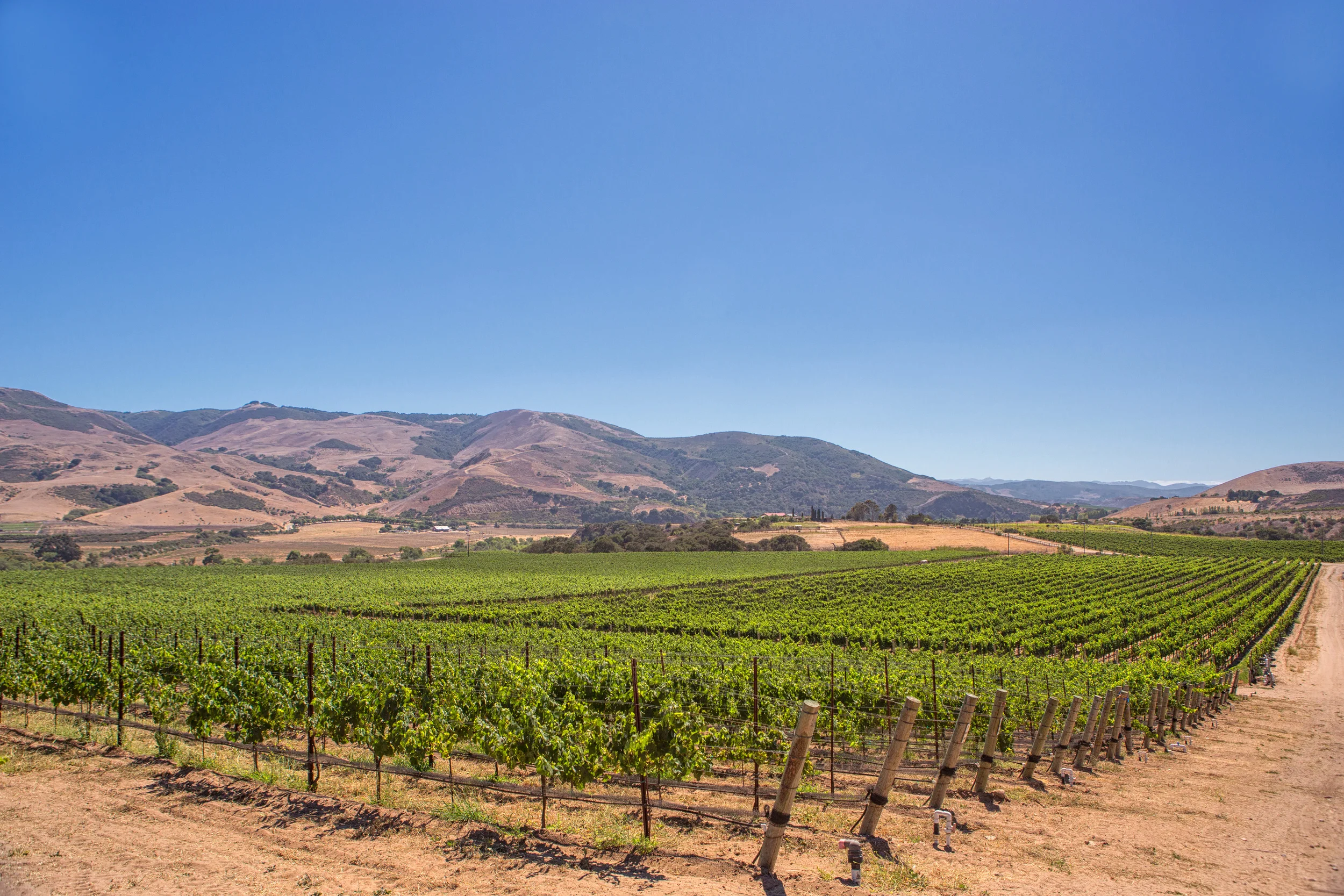 Week 6: Sommelier Feature: Brewer-Clifton Acin Chardonnay