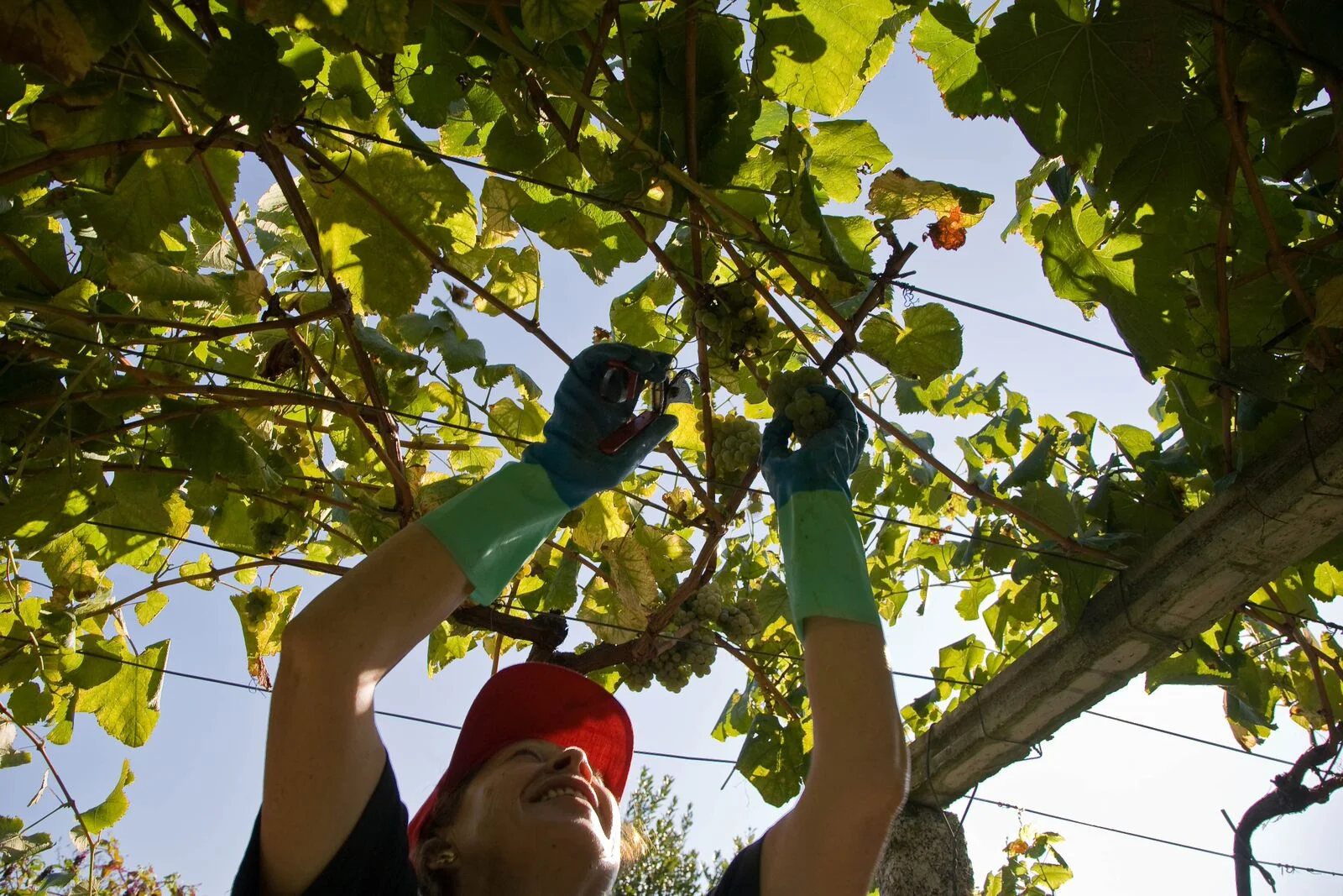 Just what you need to know about Rías Baixas
