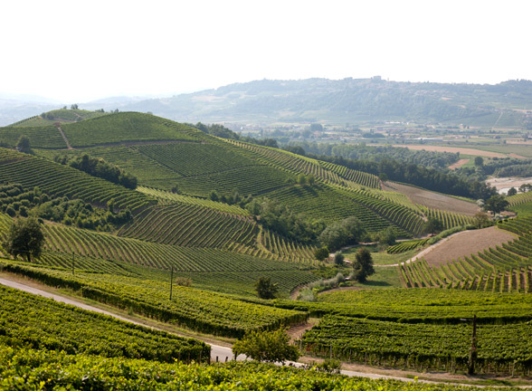 The Vineyards in Barbaresco