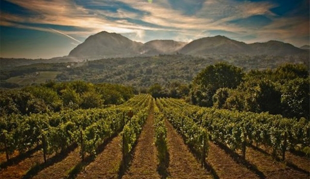 Uncovering Campania. Southern Italy's truly distinctive wines.