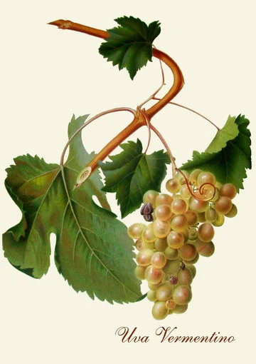 Drinking Vermentino is how we Rolle.