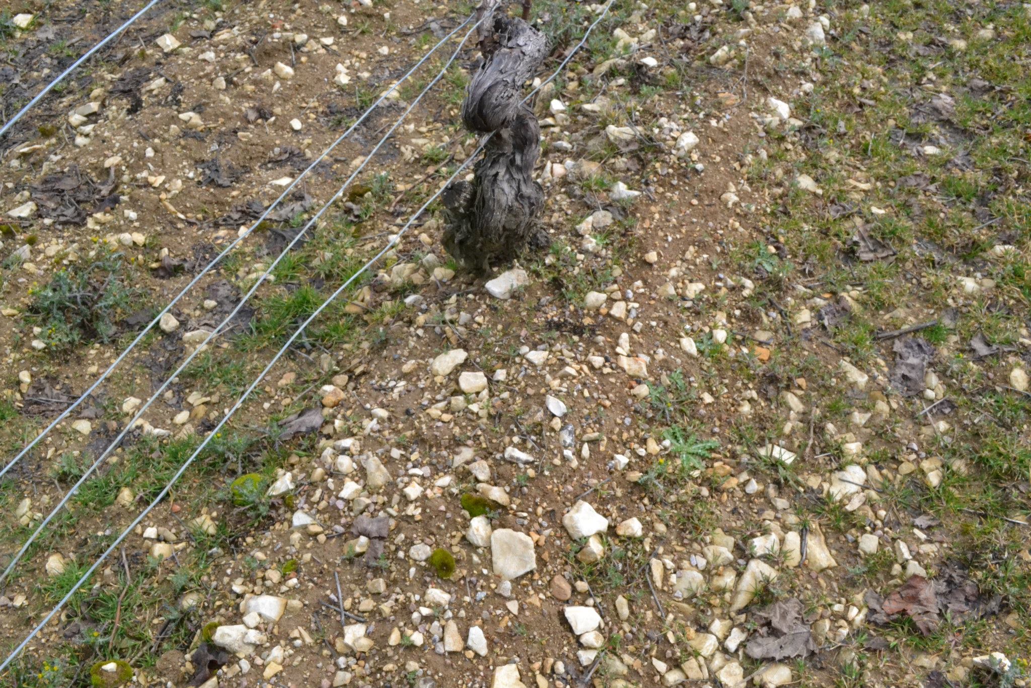 Soils in Vaillons