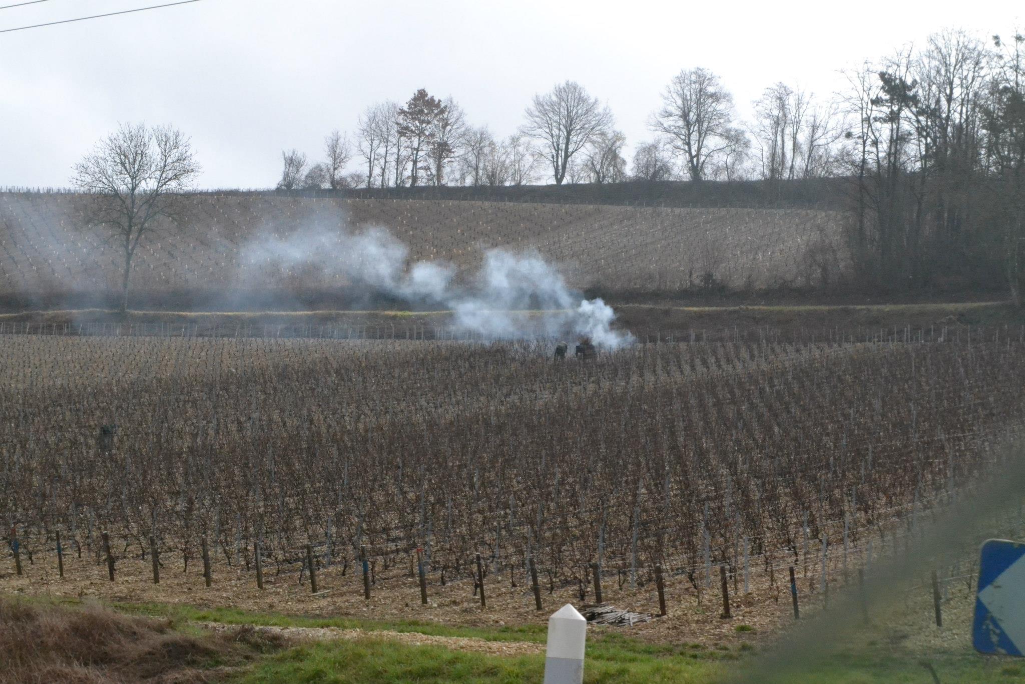 Pruning and burning the vine branches in March.