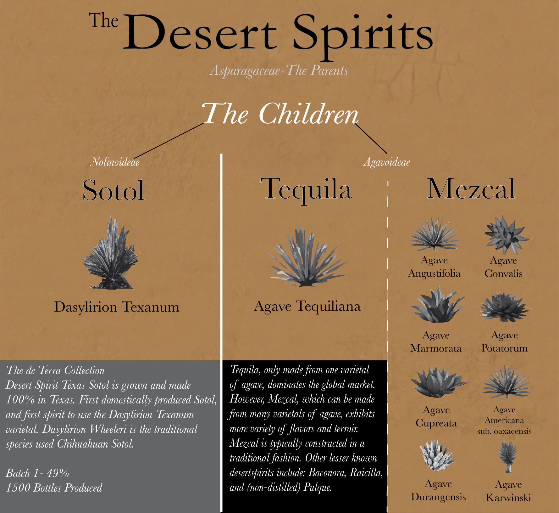 Genius Liquids’ graphic explaining Sotol’s relationship with agave spirits.