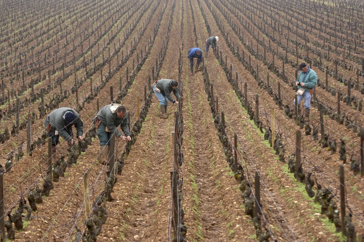 Domaine-Leflaive-tying-the-canes-in-Les-Pucelles-Vineyard-January.jpeg