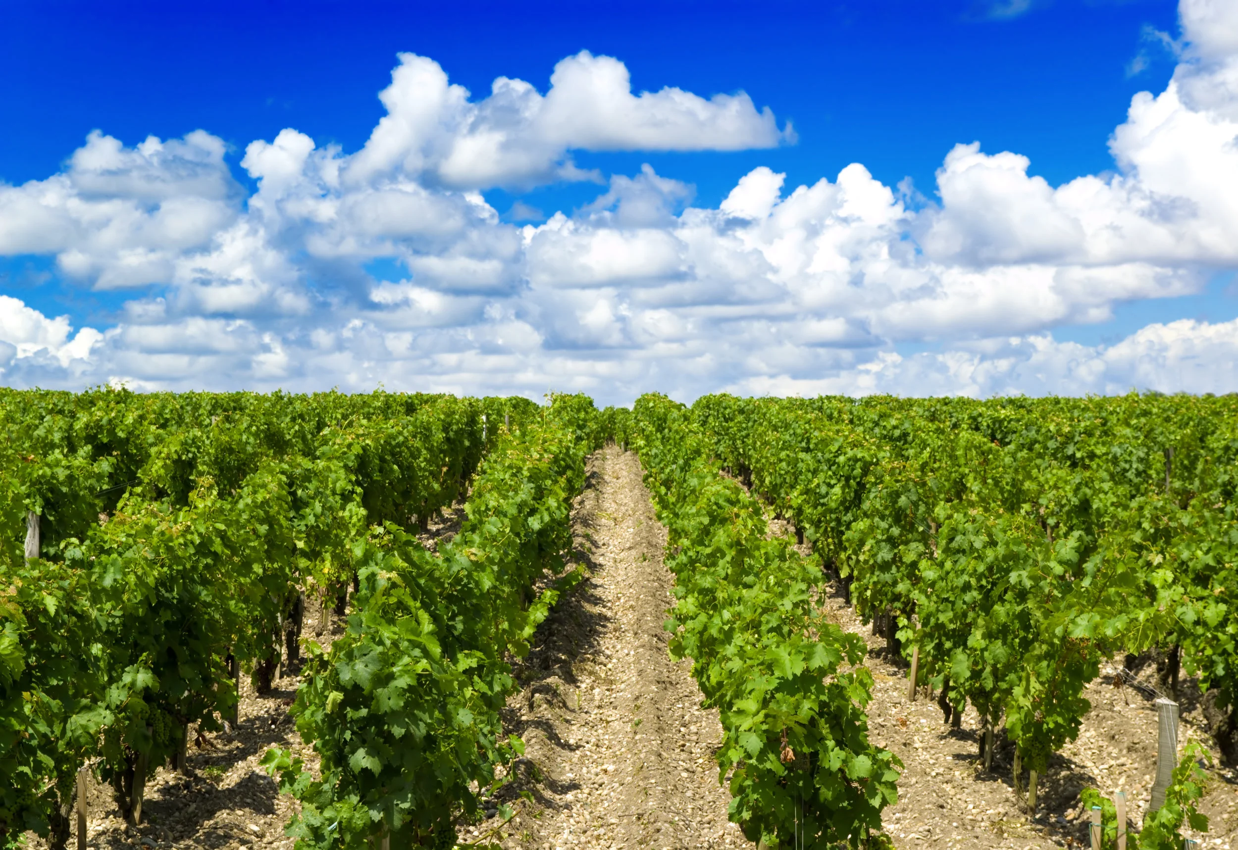 Vineyard-in-Bordeaux-AdobeStock_3822389.jpeg