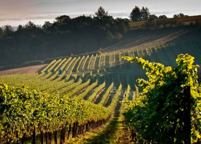 Oregon: America's Pinot Mecca?