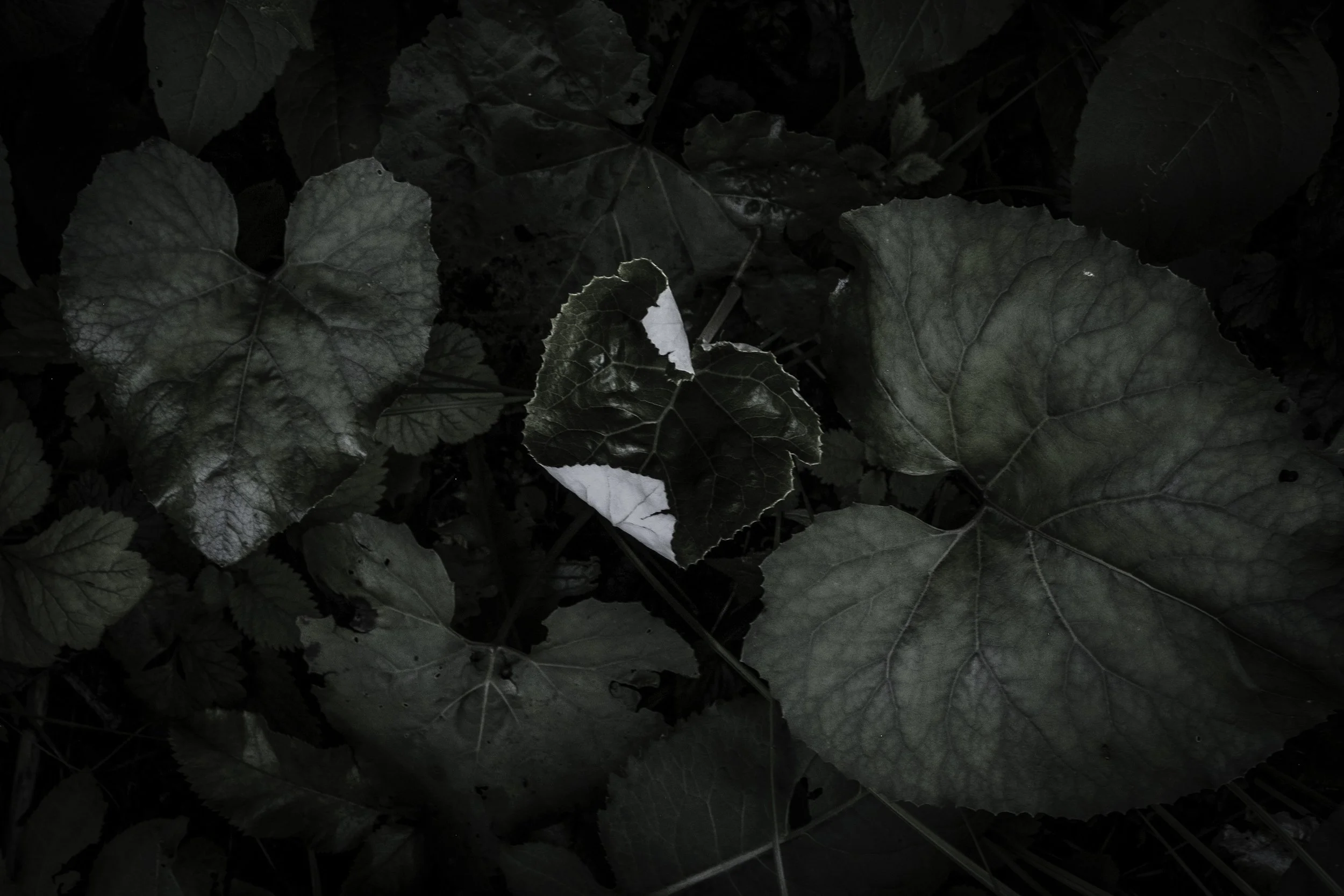  Folium 