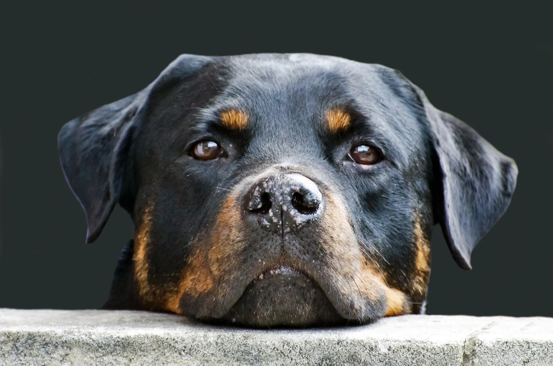 dog-1373127384GhB.jpg