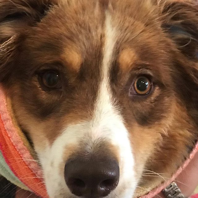 Meet our newest #australianshepherd !! #vowpets #aussiedogs