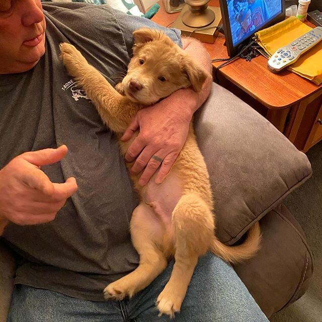 Introducing BOOMER!! Thank you @mattk_fm60 for the kind words and setting me up with a total #lovepup! #vowpets #puppiesofinstagram #rescuedismyfavoritekind #referralsarethebestcompliment #portwashington
