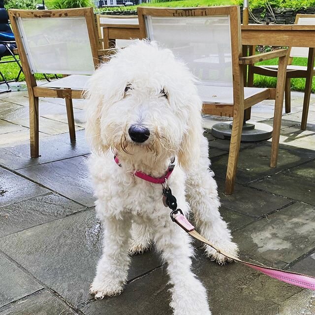 Meet the one and only GIGI! #vowpets #ourclientsarethebestclients #portwashington #happyvet