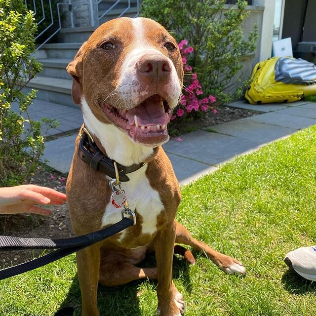 Meet Piper! My new favorite #pitbull She rocks! #vowpets #pitbullsofinstagram #happyvet #wordofmouth