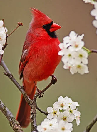northern-cardinal-male.jpg
