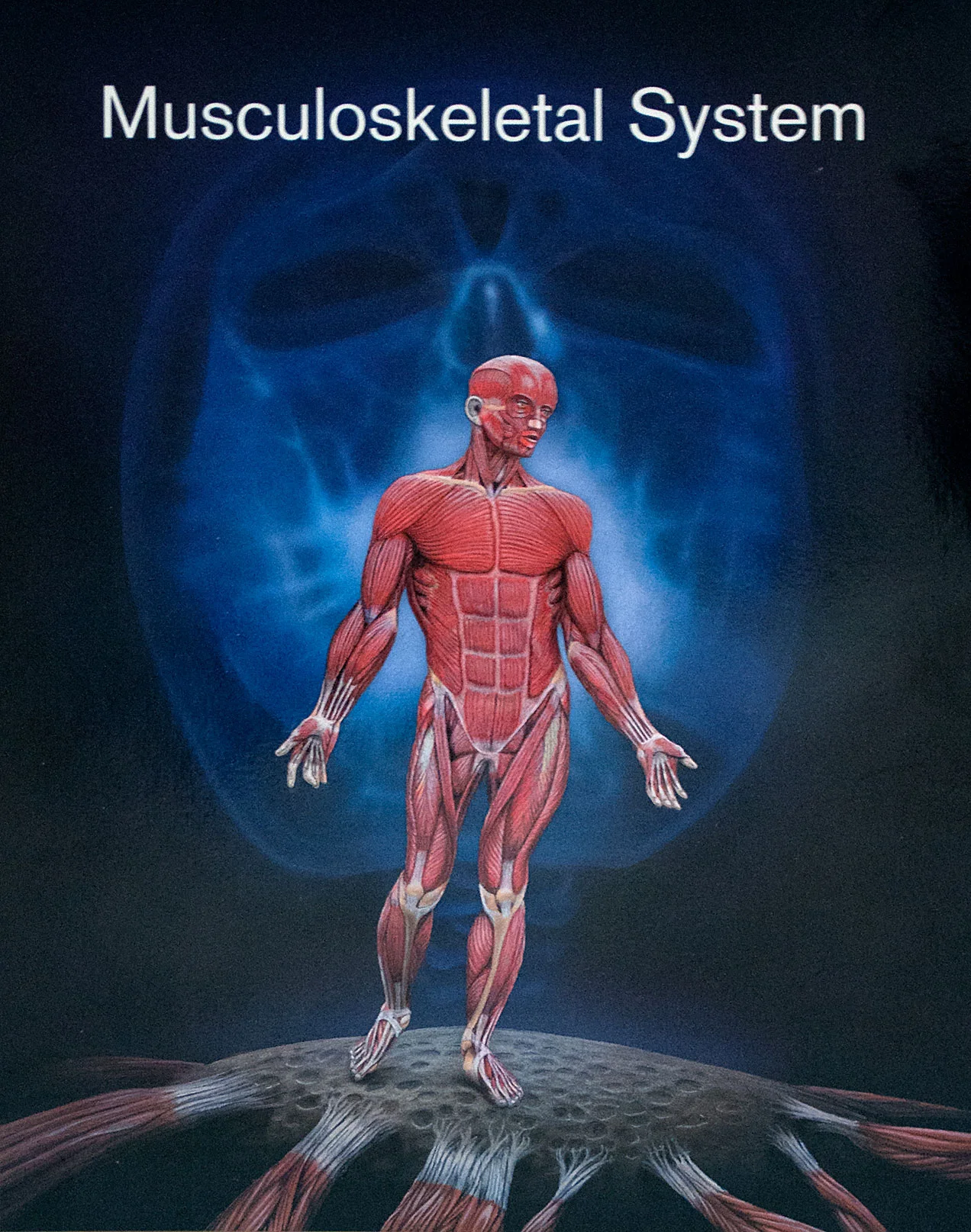 MuscSkel.jpg