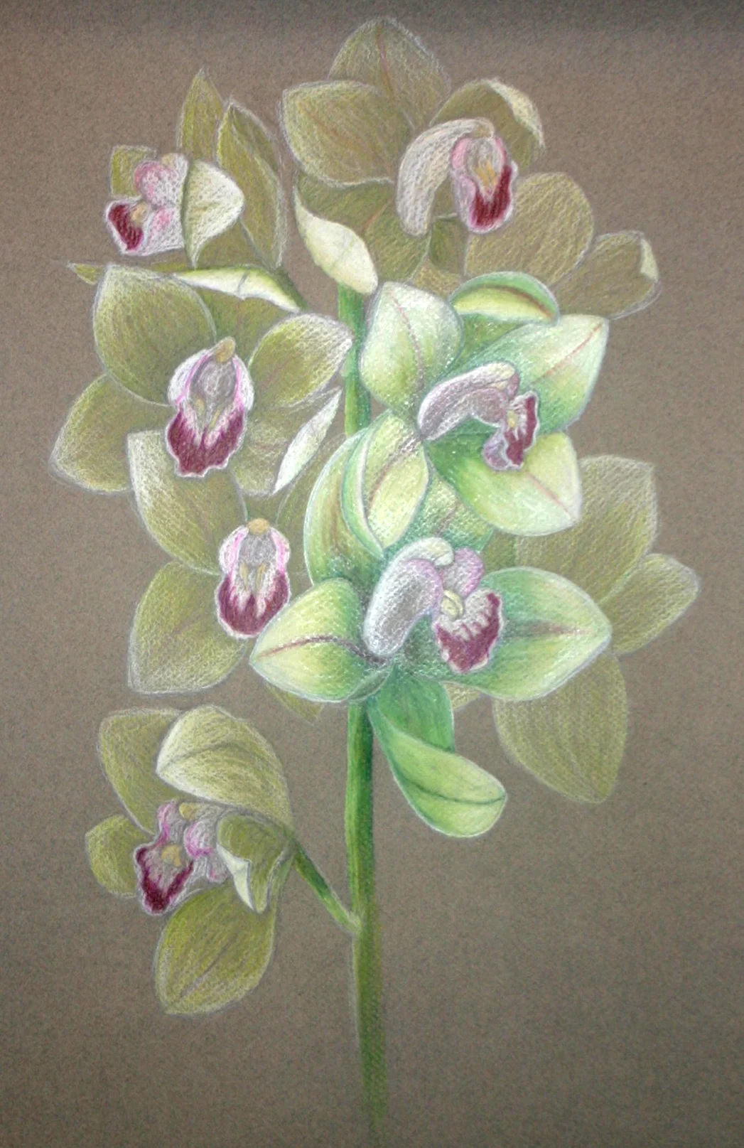 Cymbidium Orchid Stem