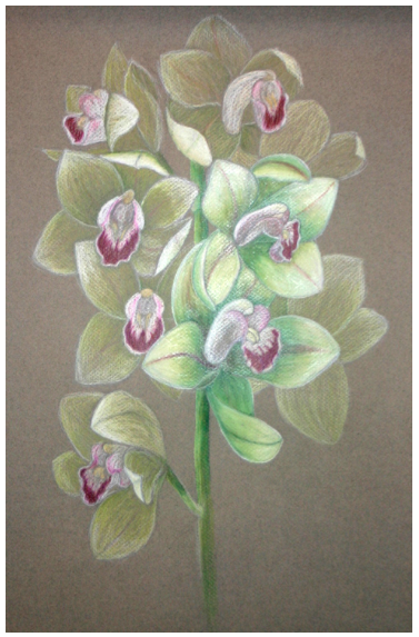 Cymbidium Orchid Stem 