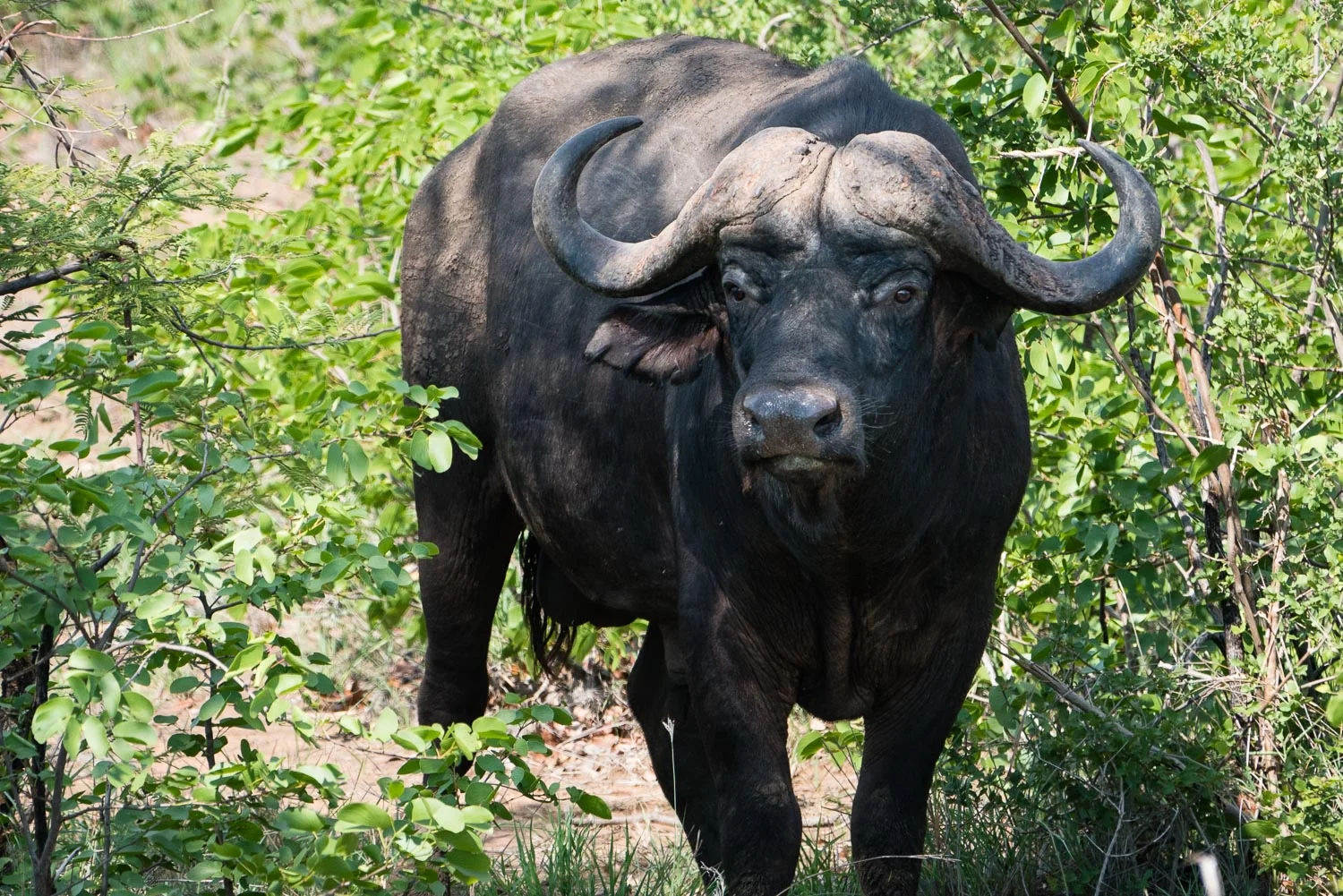 Cape Buffalo in Kruger Park, South Africa