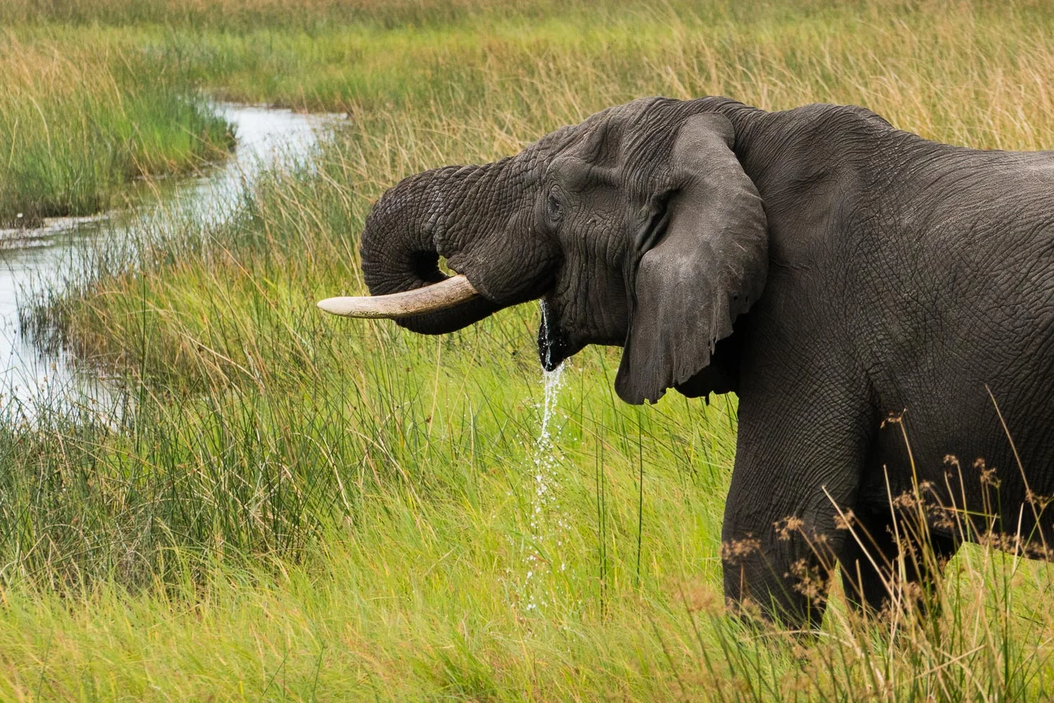 South Africa