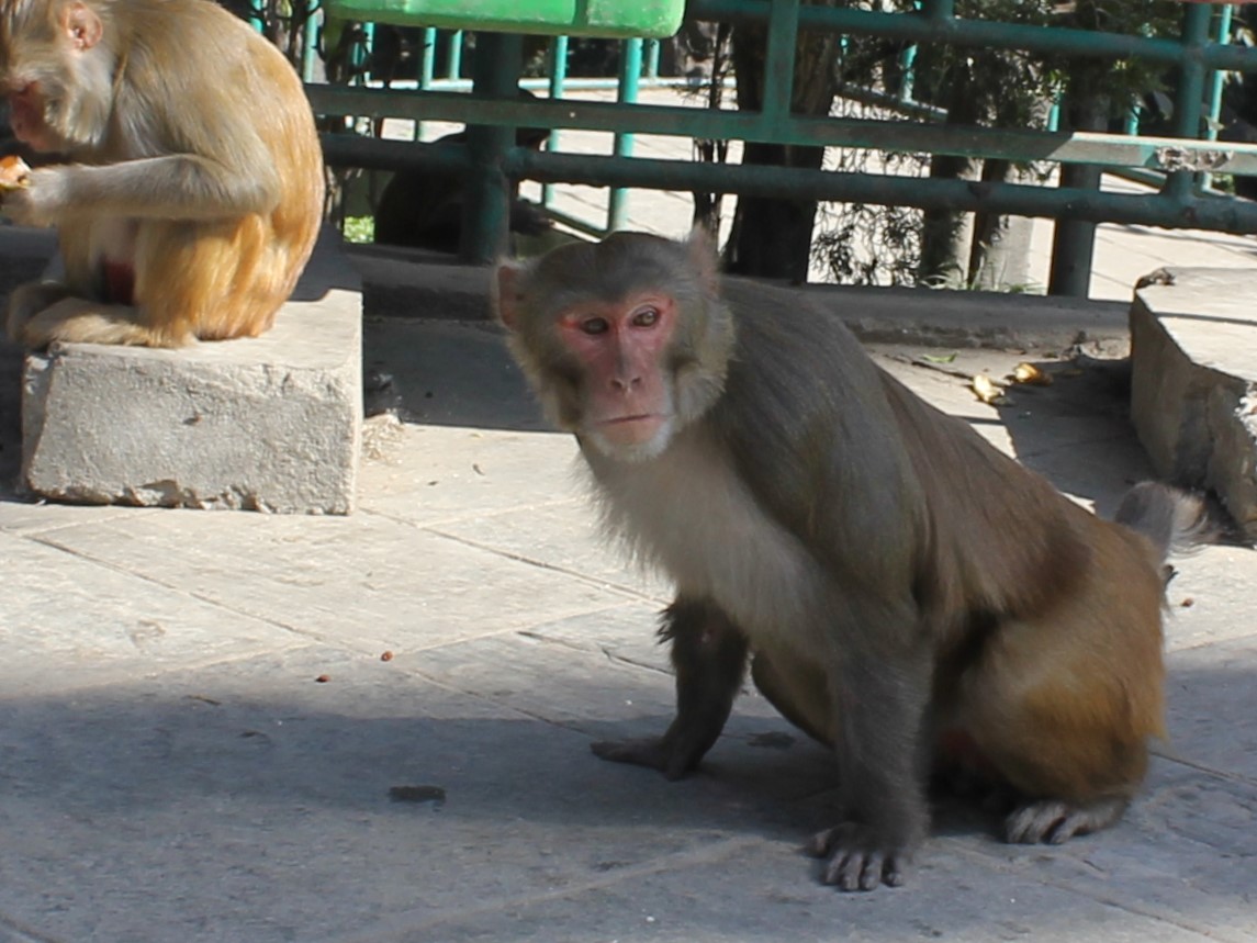 Kathmandu and Around