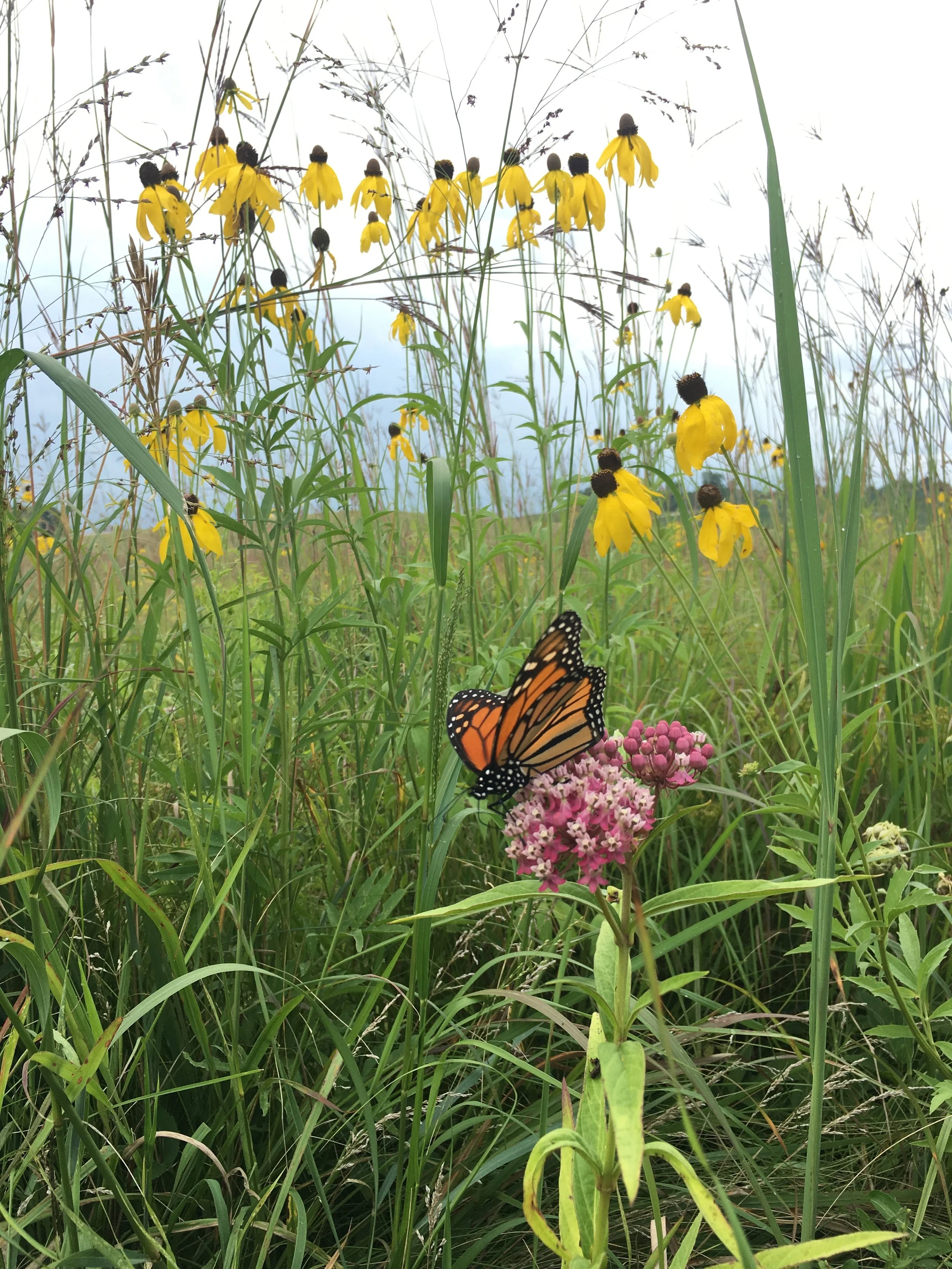 The importance of Biodiversity