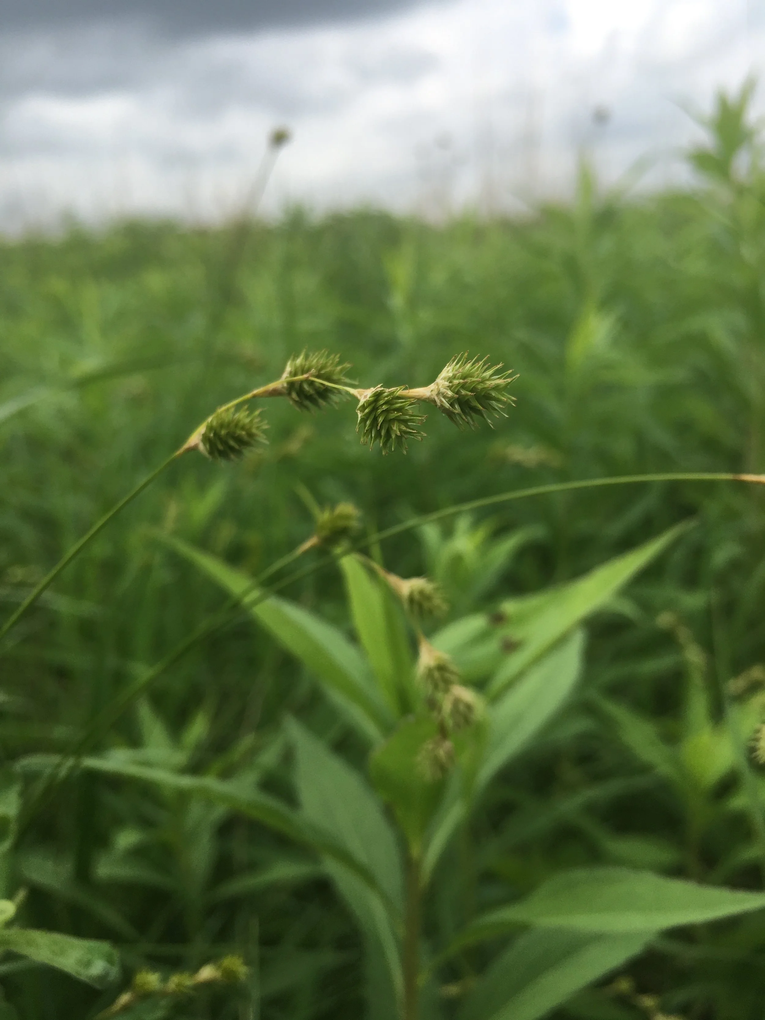 Sedge ID w/Scientist Andrew Hipp