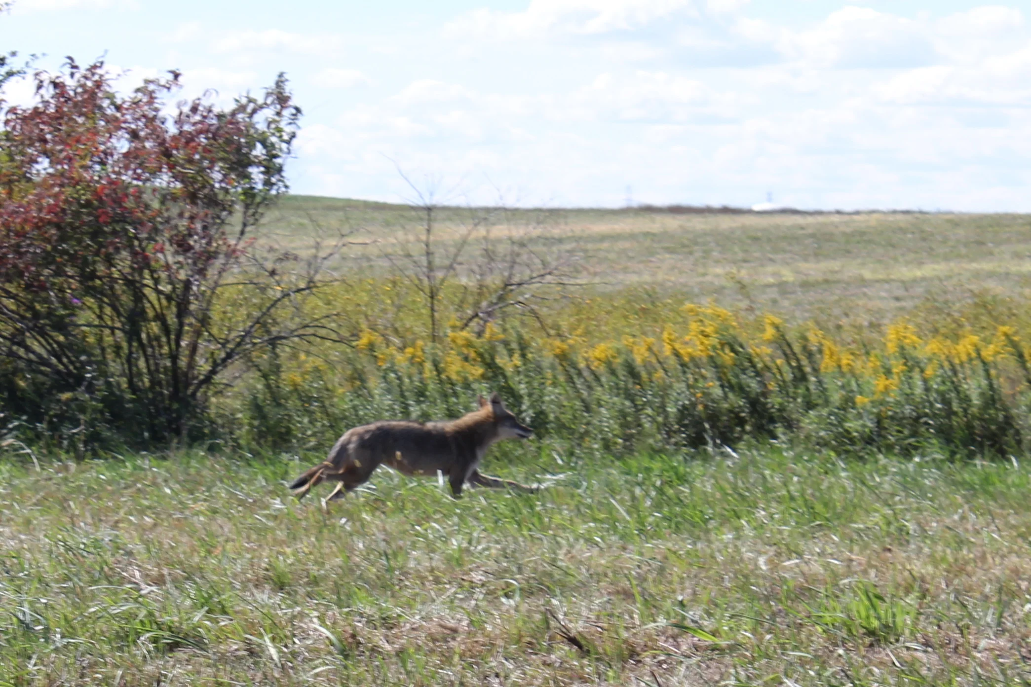 Prairie Thoughts