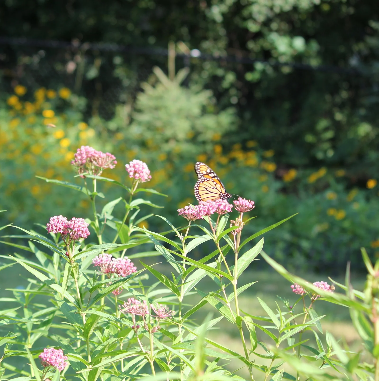 Prepping for a prairie at my house