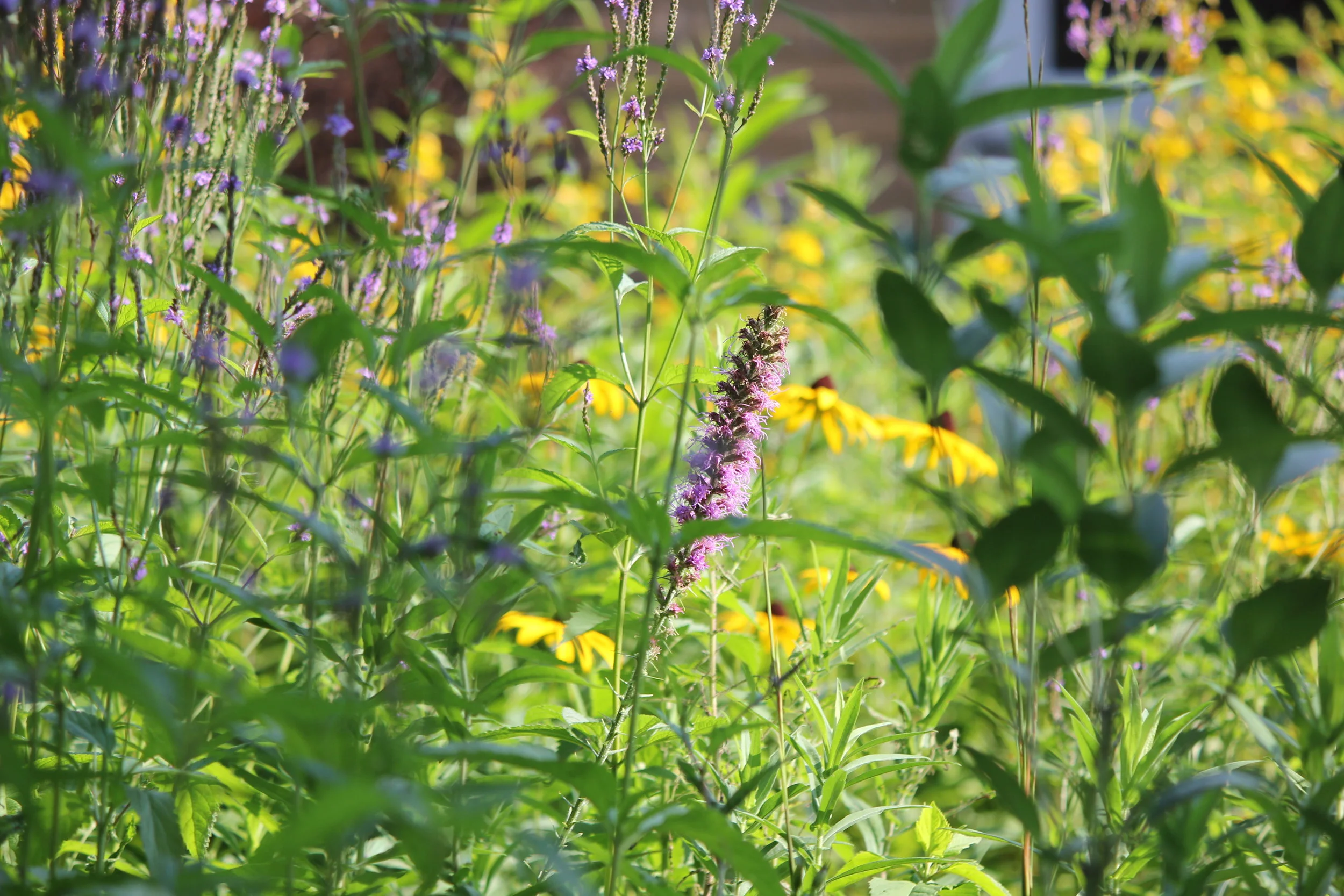 Before &amp; After | Garden Prairie (1st yr)