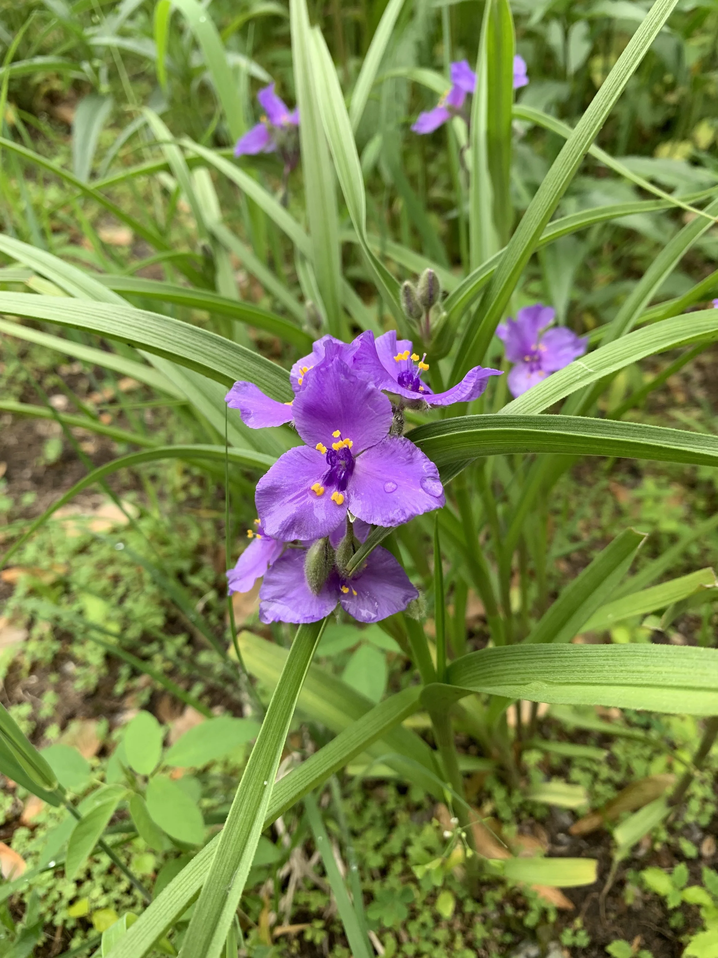 Year 2 Prairie (Spring Edition)