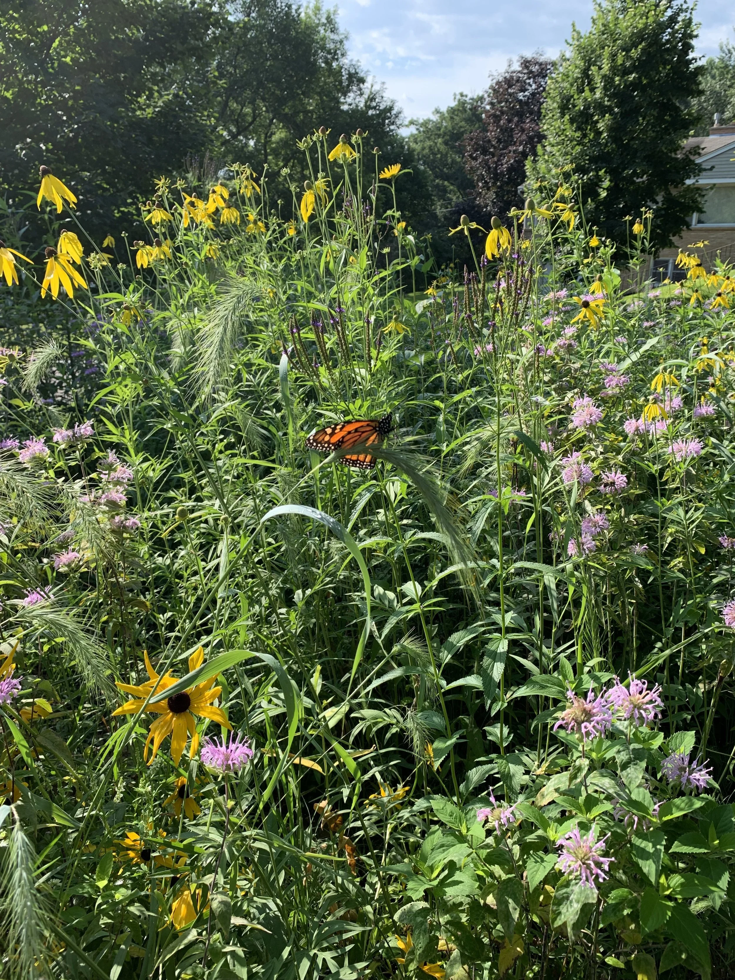 Benefits of a Native Planting | Biodiversity Attracts