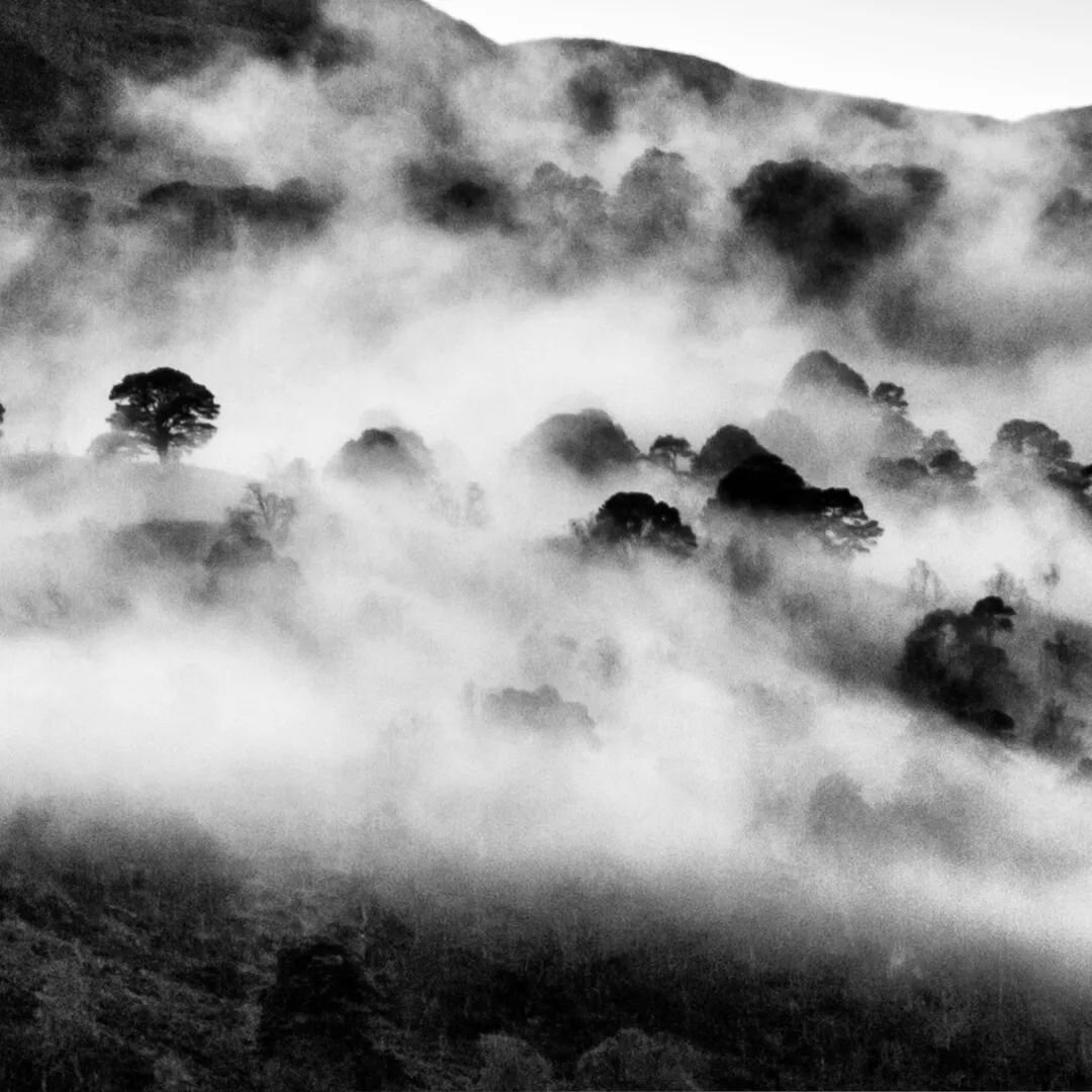 Pines in the mist I.
.
.
.
.
.
#glenstrathfarrar #glenaffric #caledonianpineforest #scottishhighlands #mistypines #mistymountains #blackandwhitephotography #anseladams #hiddenscotland #scotspine #scotspinebonsai #triptych