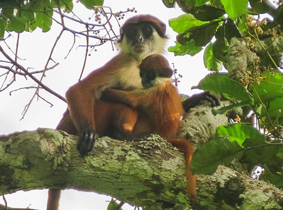 Lieven Devreese and Gaël Elie Gnondo Gobolo/Ntokou-Pikounda National Park, DRC