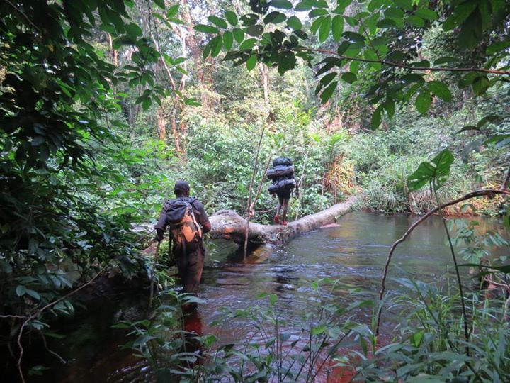 Lieven Devreese and Gaël Elie Gnondo Gobolo/Ntokou-Pikounda National Park, DRC