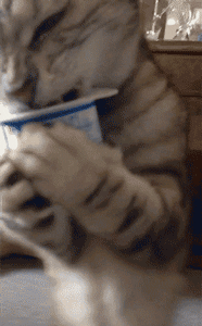 giphy (7).gif