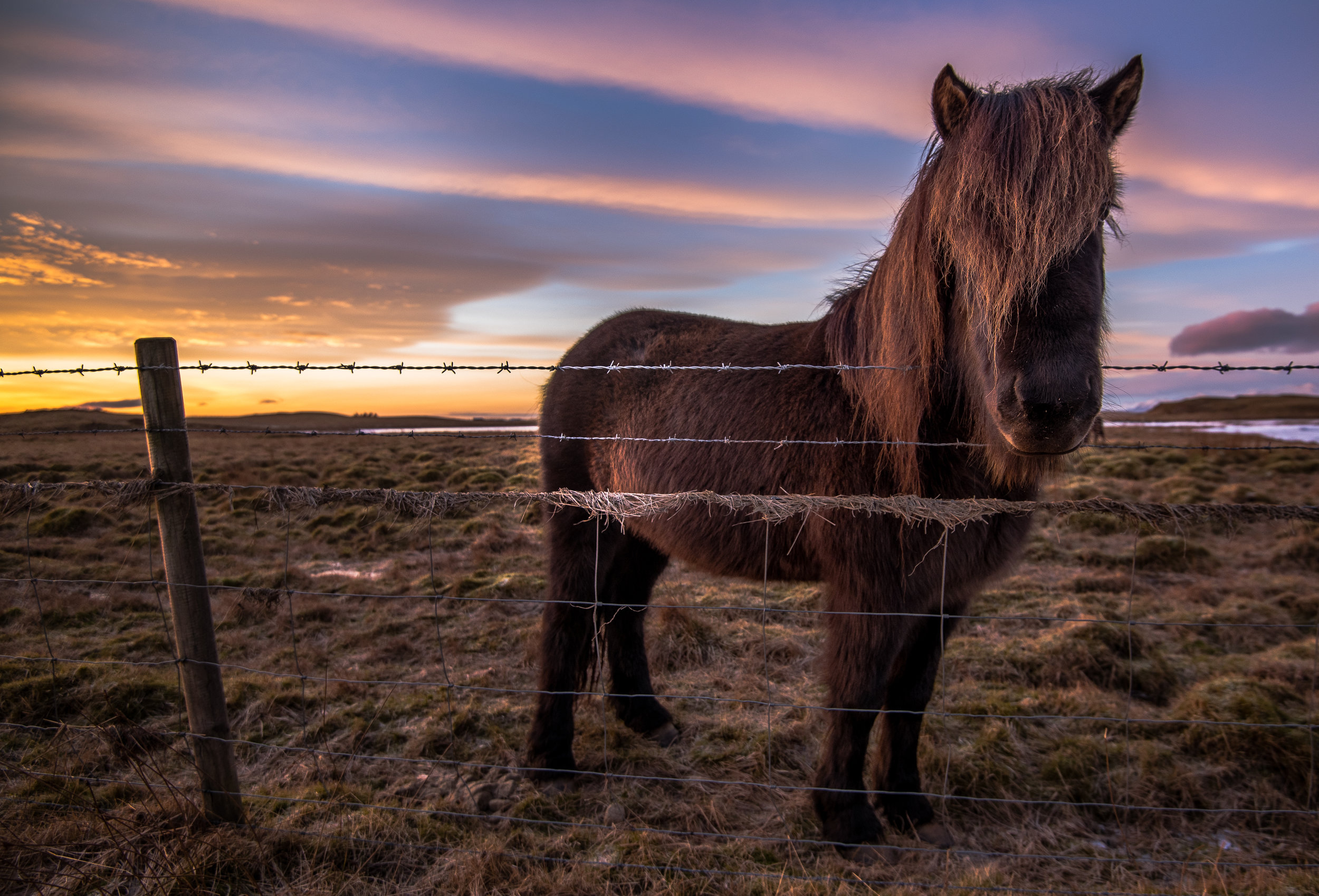 Icelandic Horses 4.jpg