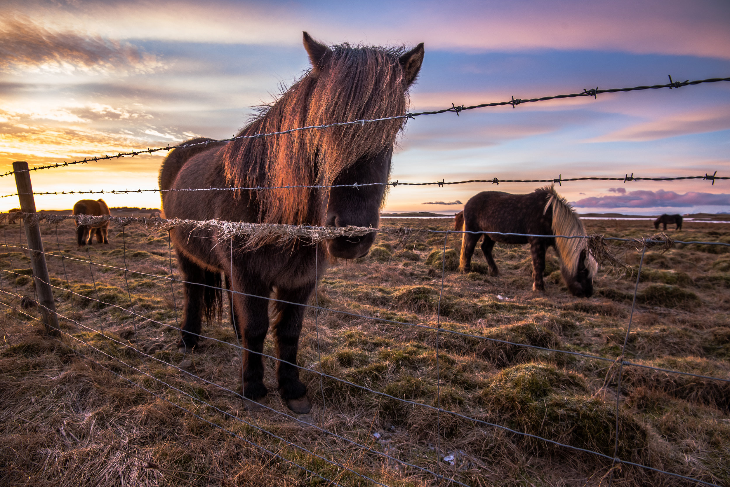 Icelandic Horses 5.jpg