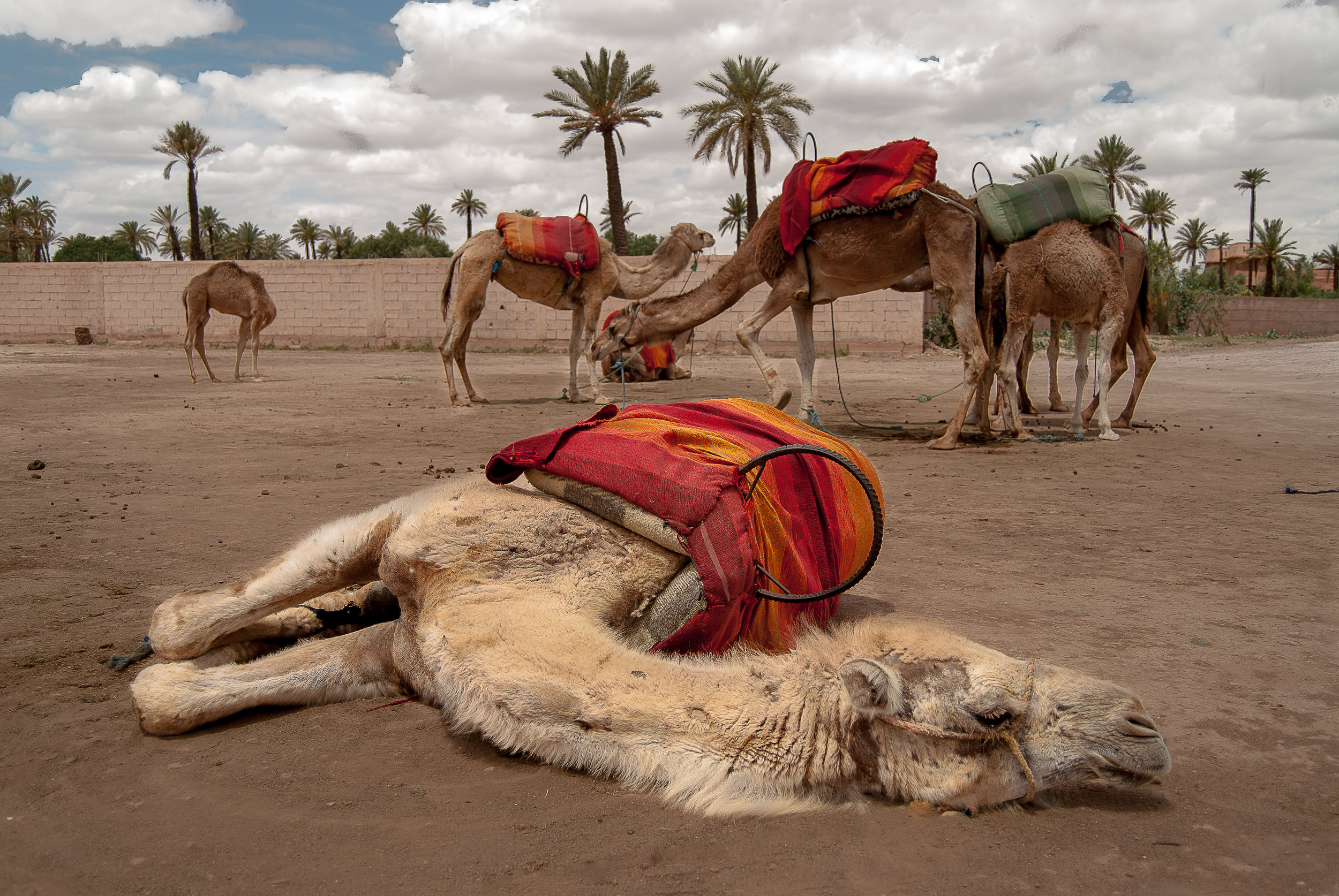 Marrakech Camels.jpg