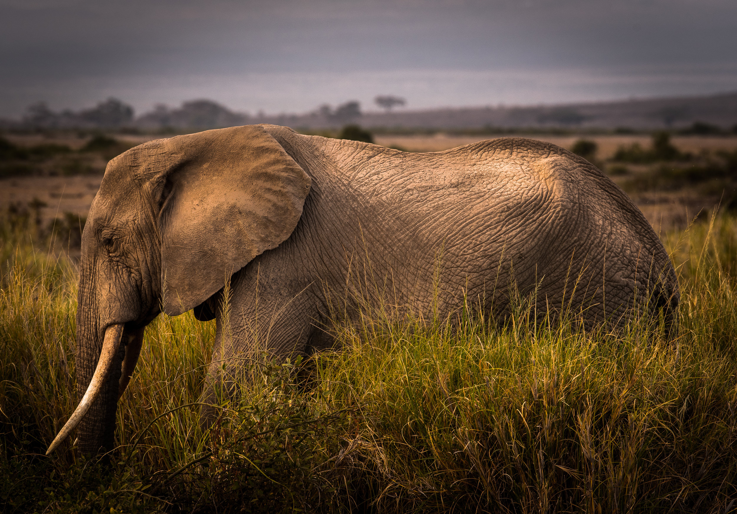 Elephant Profile.jpg