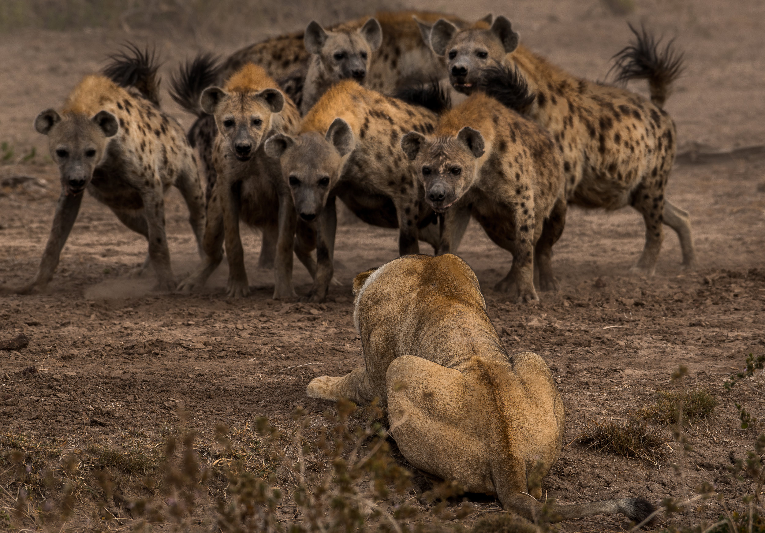 One Lion, Six Hyena.jpg