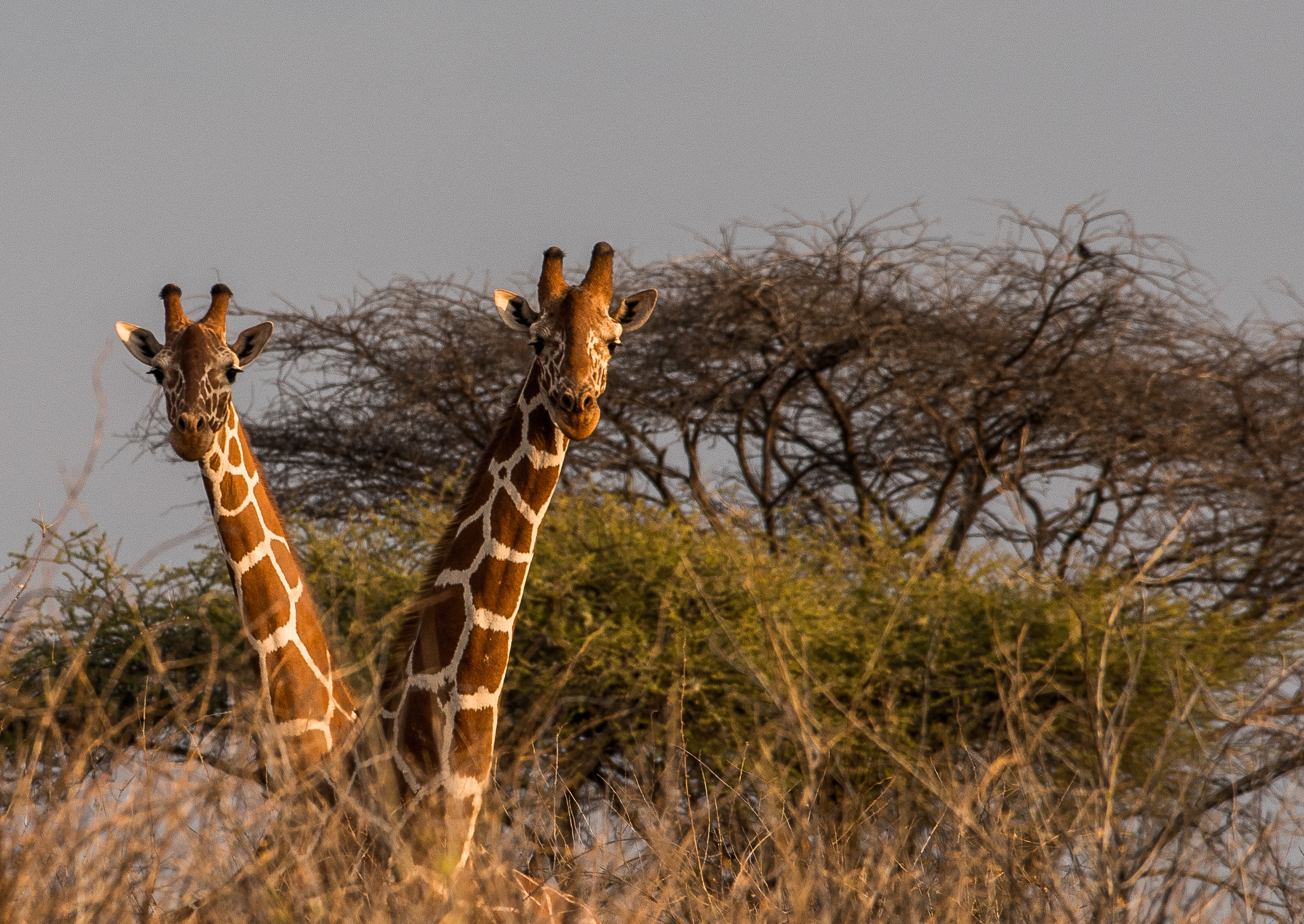 Giraffes necking.jpg