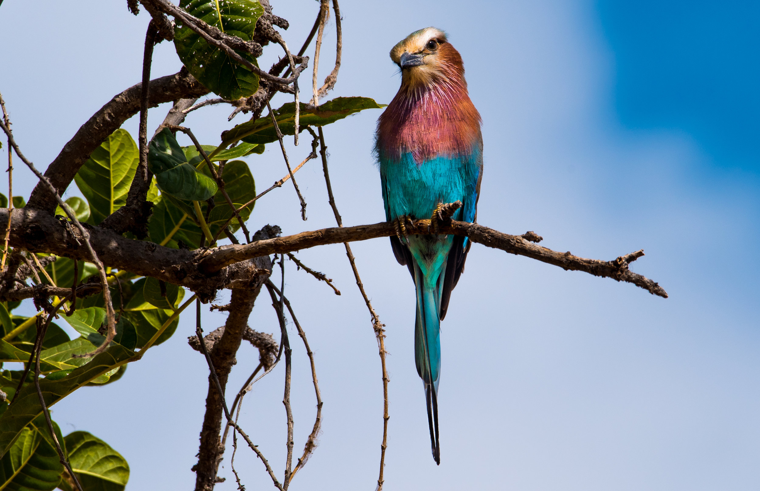 National Bird of Kenya - Lilac Breasted Roller.jpg