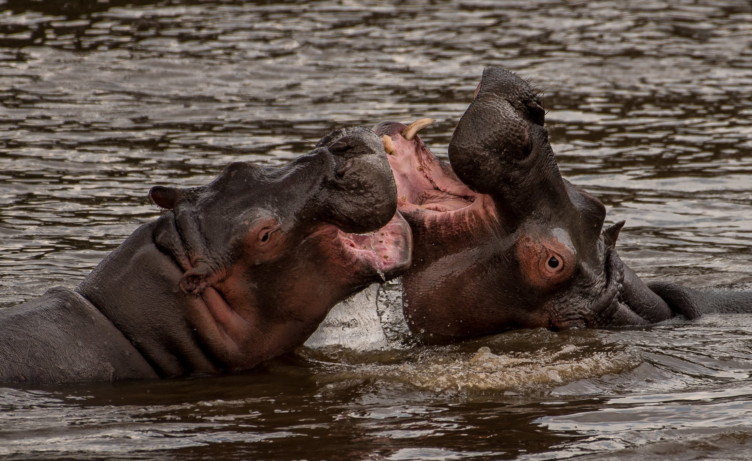 Hippos Fighting 2.jpg