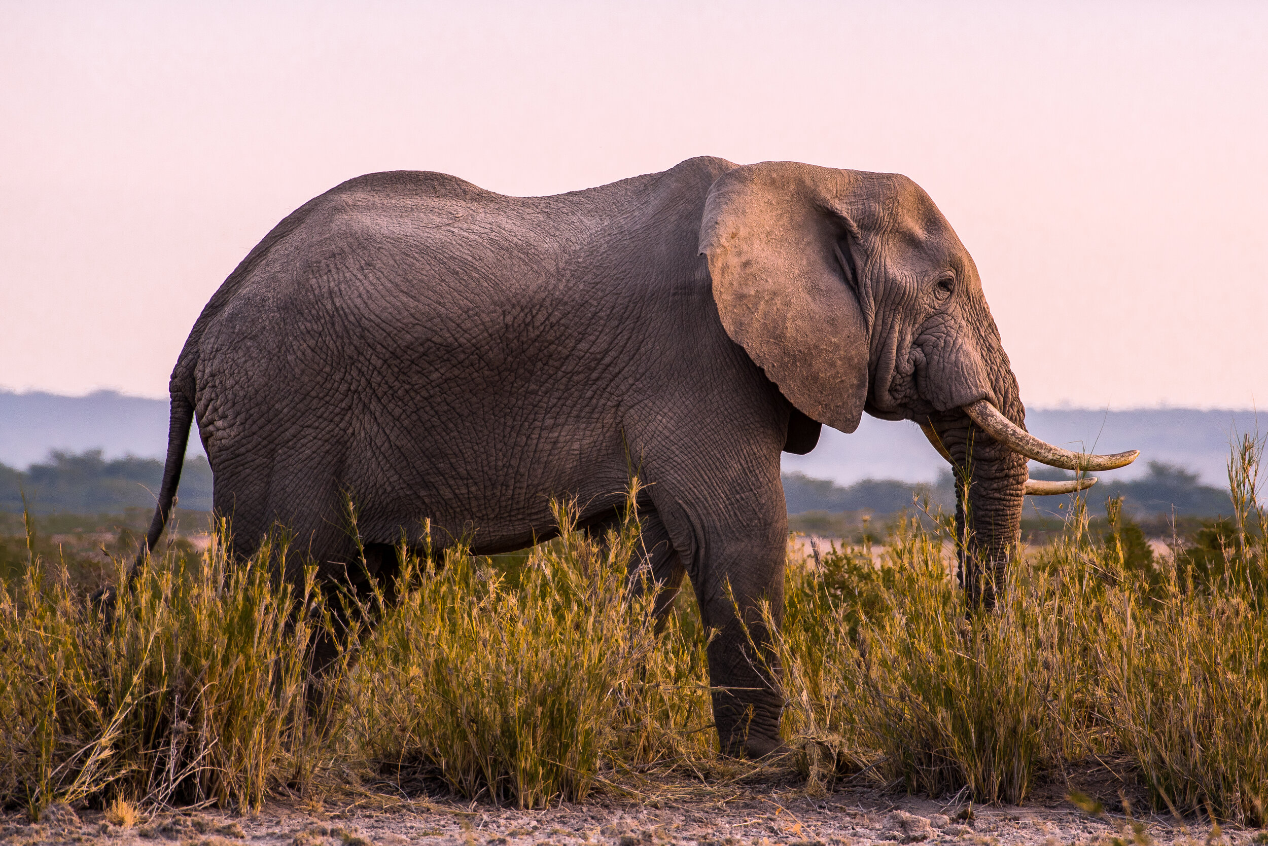 Elephant Profile-.jpg