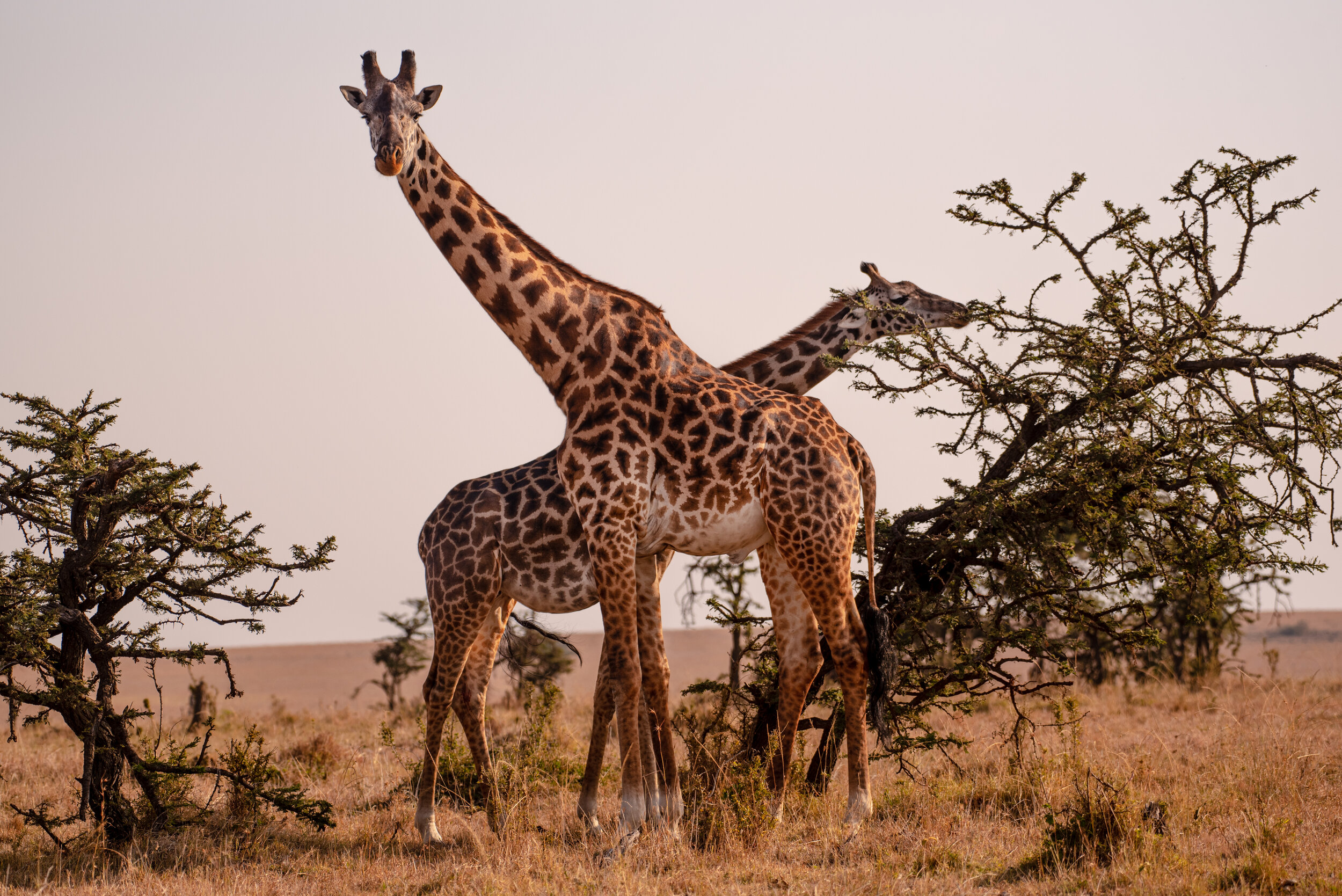 Giraffes-120.jpg