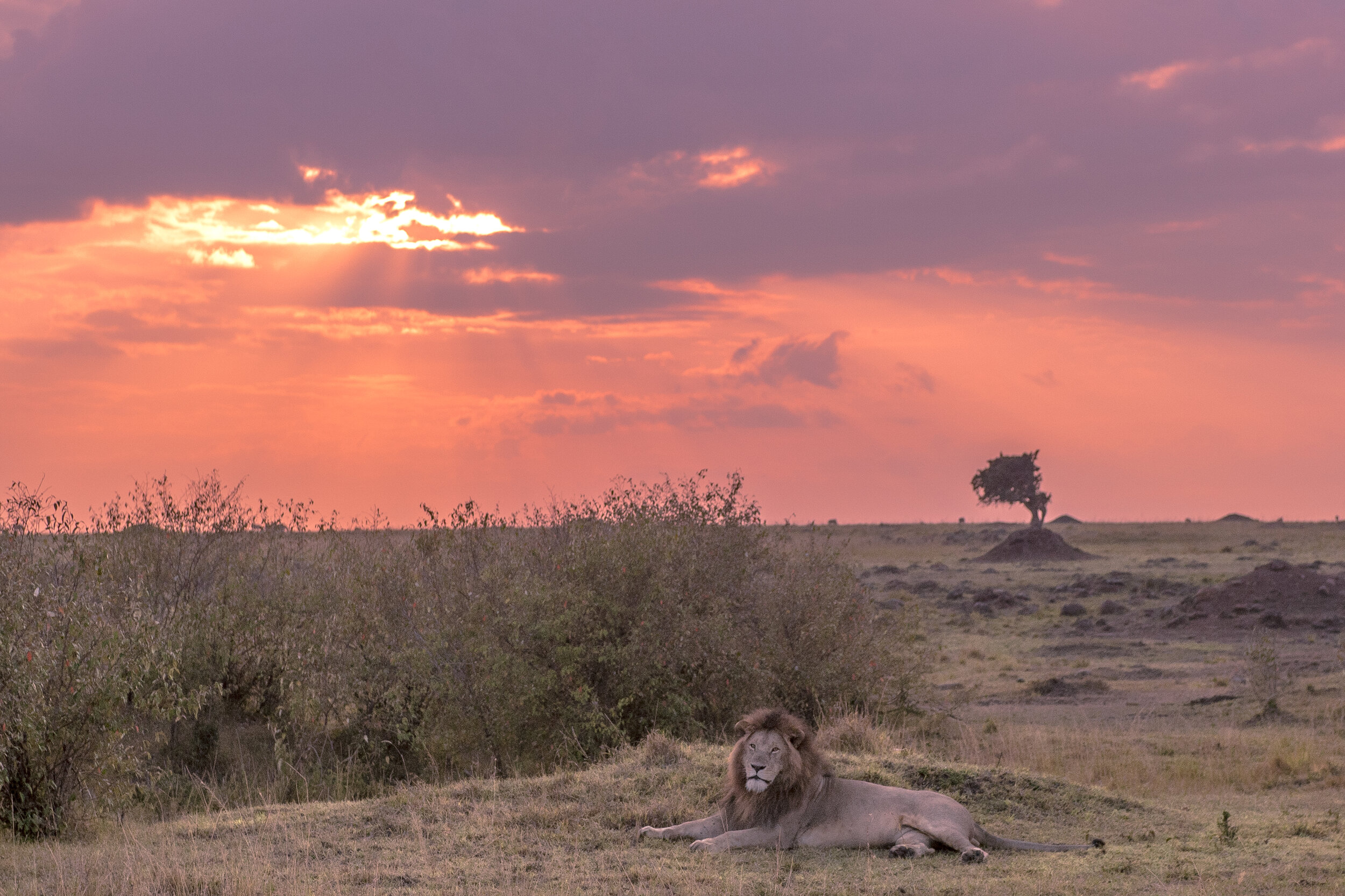 Lion at Sunset-834.jpg