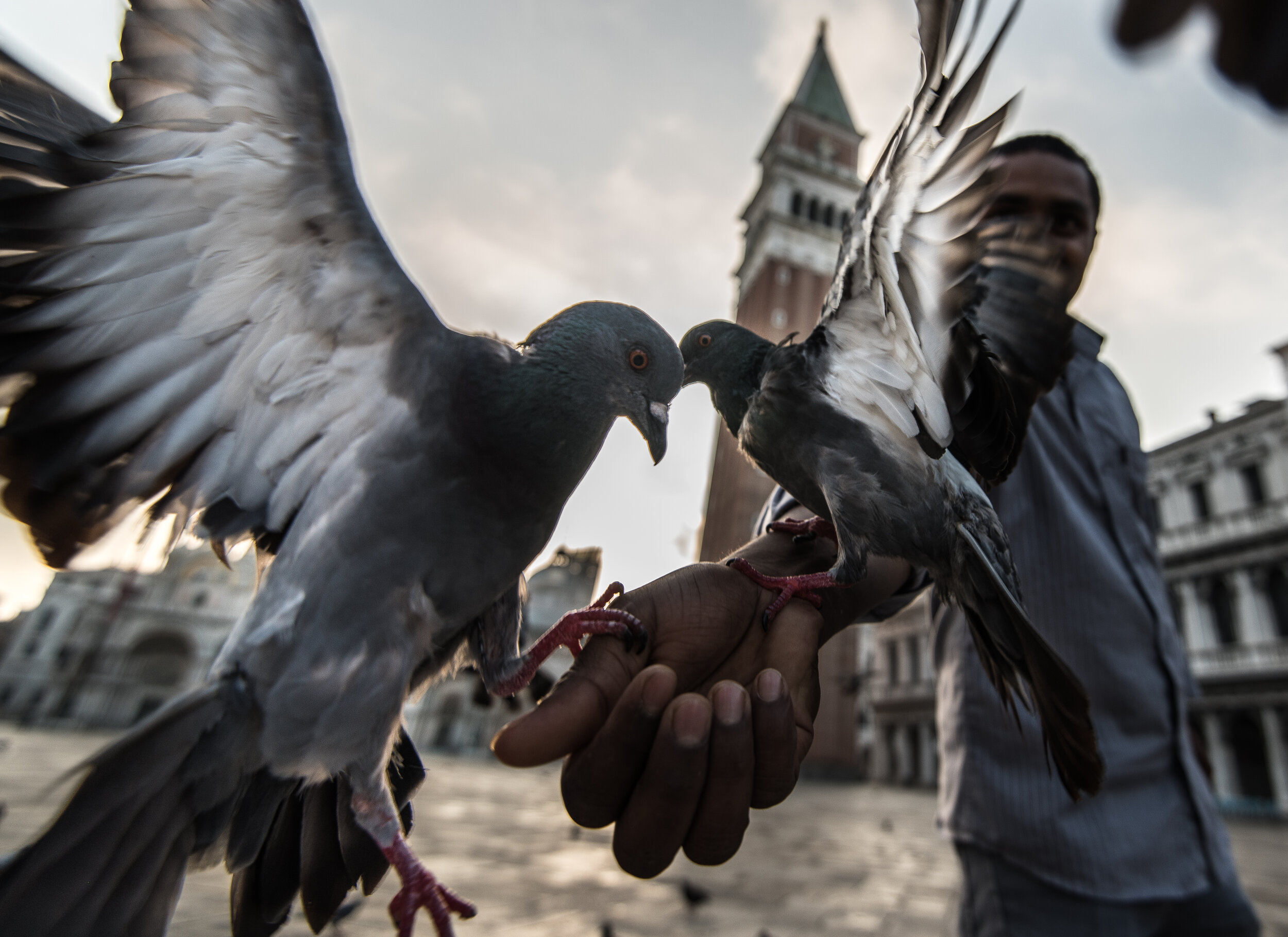 Pigeons in San Marco Square 2.jpg